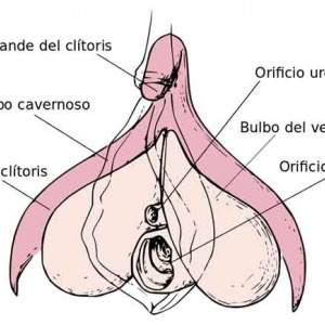 Historia y etimología de la palabra Clítoris