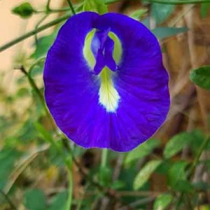 Descubre los secretos para estimular al máximo tu clítoris