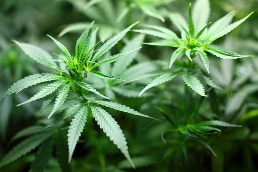 Como influye el CBD (cannabidiol) en las relaciones sexuales