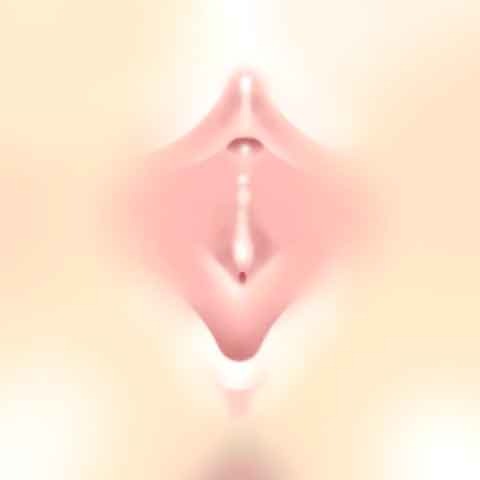 Todo lo que quieres saber sobre el Clitoris